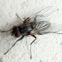 Diptera