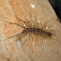 Scutigera coleoptrata