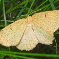 Angerona prunaria