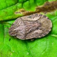 Sciocoris distinctus