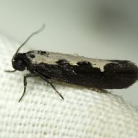 Ethmia haemorrhoidella