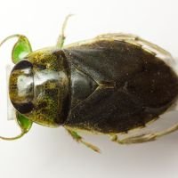 Ilyocoris cimicoides