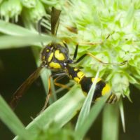 Eumenes coronatus