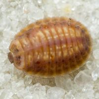 Platynaspis luteorubra