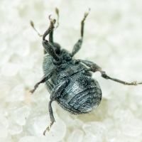 Miarus ajugae