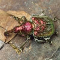 Rhynchites (Epirhynchites) auratus