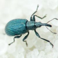 Ischnopterapion virens