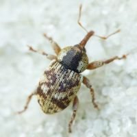 Pachytychius sparsutus