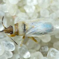 Oxycarenus (Euoxycarenus) pallens