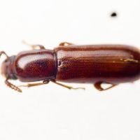 Corticeus (Corticeus) unicolor
