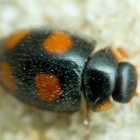 Platynaspis luteorubra