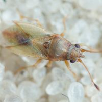 Cymus claviculus