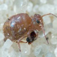 Collembola