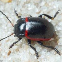 Chrysolina limbata