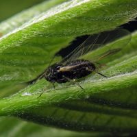 Aphis