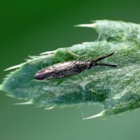 Heterotoma planicornis