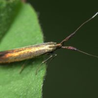 Coleophora spissicornis