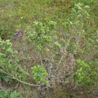 Echium vulgare