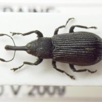 Magdalis (Odontomagdalis) caucasica