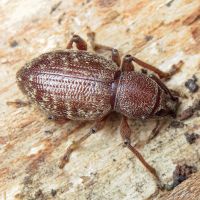 Otiorhynchus pilosus