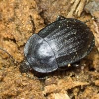 Phosphuga atrata