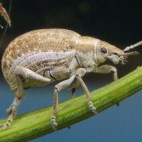 Attactagenus albinus