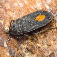 Aphanus rolandri