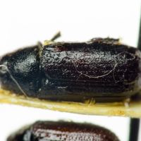 Tomicus piniperda