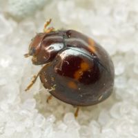 Chilocorus bipustulatus