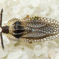 Kalama tricornis