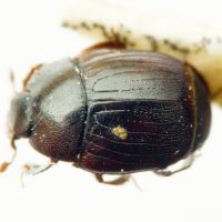 Xestipyge africana