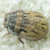 Odontoscelis (Odontoscelis) lineola