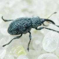 Squamapion atomarium