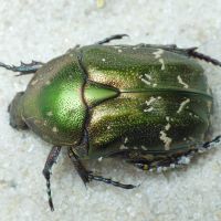 Protaetia metallica