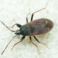 Eremocoris plebejus