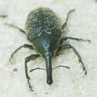 Larinus (Phyllonomeus) sturnus
