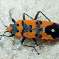 Lygaeus equestris