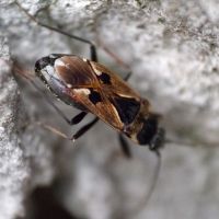 Rhyparochromus vulgaris