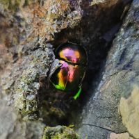 Trypocopris vernalis