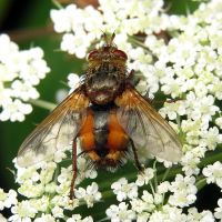 Tachina fera