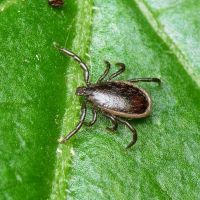 Ixodes ricinus