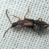 Deleaster dichrous