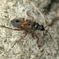 Beosus quadripunctatus