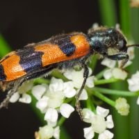 Trichodes apiarius