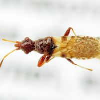 Auchenodes conspersus