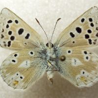Plebejus pyrenaica ergane