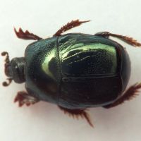 Hypocaccus metallicus