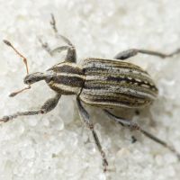 Hypera (Hypera) arator