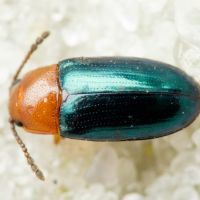 Triplax aenea