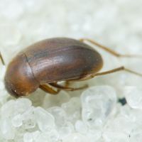Nargus (Nargus) velox